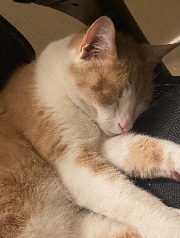 Aile de Grive's avatar