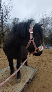 🌷✨️🐎Horse~Life🐎✨️🌷's avatar