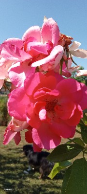 🪷✨ Glamour kiss ✨🪷's avatar