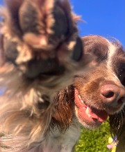 Lylyne_Roby's avatar