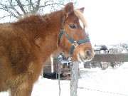 #TeamIsländer🇳🇴🐴🤍's avatar