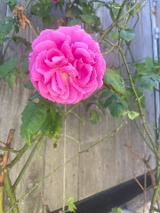 Mimi💋🐆🤍's avatar