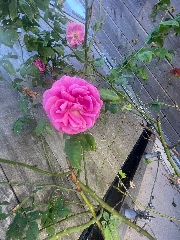 𝐌.𝐢𝐚ᥫᩣ 's avatar