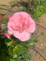 💫Chloe🌷's avatar