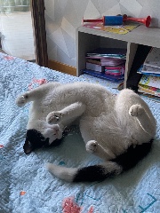 SuperJenniferDove1800's avatar