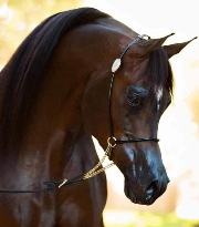 SuperChiccaDove1800's avatar