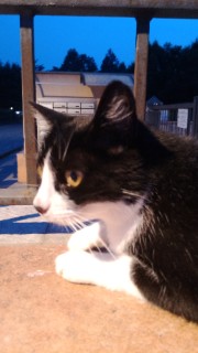 Molly 🧡🍂✨'s avatar