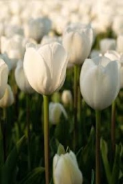 🐆Anna,Rose,Mia🪻's avatar