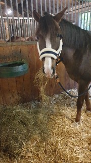 Pétouche la star 's avatar