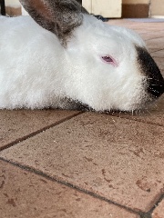 Volpe💚🧡❤️🖤🩶's avatar