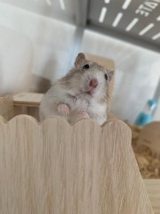 Molli🐹's avatar