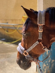 Louloute a l’équitation 's avatar