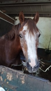 La hobby horseuses 's avatar