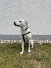 Heartdog 🐶's avatar