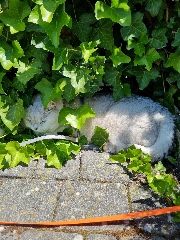 Emma-Ocean🌊🐚's avatar