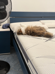 Lara🩰🐱's avatar