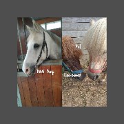 3 Poney Incroyables♡'s avatar