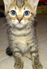 Elisabetta 's avatar