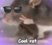 The Rat king 👑🐀's avatar