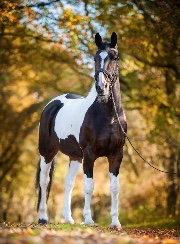 Paardengekken🐴🐎🏇's avatar