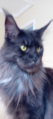 Animal♡lover's avatar