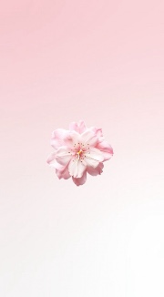 The glowing girls xx's avatar