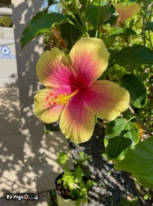 Dimmi tutti tat*💗💿🐆's avatar