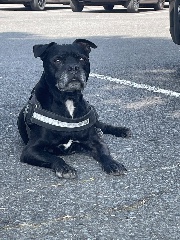 Horses.jumping's avatar