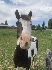 Fan de k pop demon Hunter 's avatar