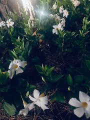 Summergirl🍓🐾🪽🎀's avatar