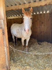 Just un appaloosa 's avatar