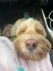 Heids-messages's avatar