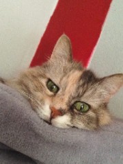 Fionetta ♥︎🌸148🌸♥︎'s avatar