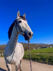 ♾️💖Un_destin_lies ⚡️🐴's avatar