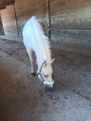 Églantine 's avatar