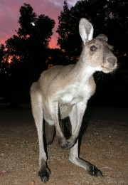 #Canguroyes's avatar