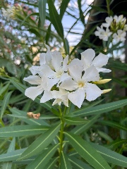 Bliss~vibe´s 's avatar