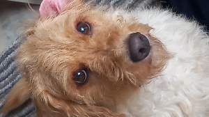 MORIKARAK BOILA's avatar