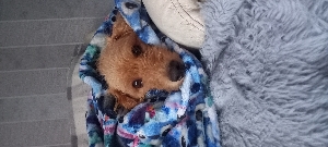 ThePawsomeLife's avatar