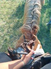 Sofy❤️❤️‍🩹's avatar