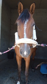 ✨Rêve&dream✨'s avatar