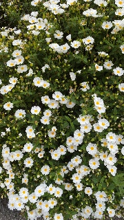 Des idee?🎀's avatar