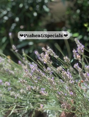 ❤︎Elena❤︎'s avatar