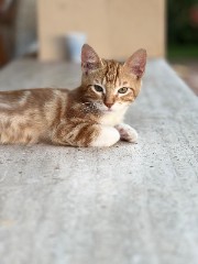 𝓛𝓾𝓭𝓸🌸's avatar