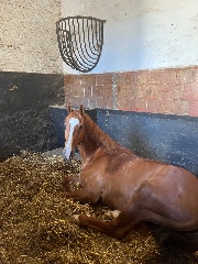 AntonTheChestnutHorse's avatar