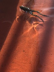 𝑳𝒂𝒏𝒂🍉🍍's avatar