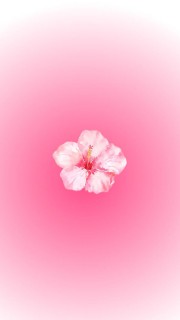 Le soleil rose 😻 ☀️'s avatar