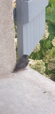 Luaikko_Therian_79's avatar