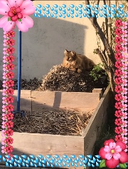 English_Rider fan 's avatar