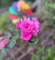 Mood poney 🤍💗🧸🦄's avatar